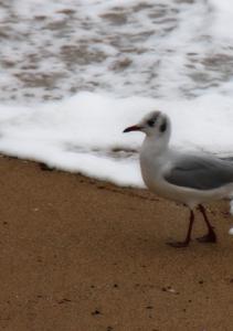 Tempête