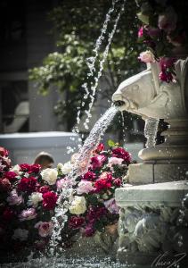 fête des roses