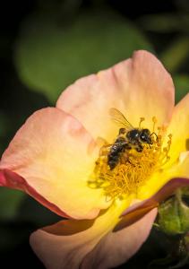 fête des roses