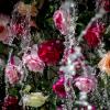 fete_des_roses_5