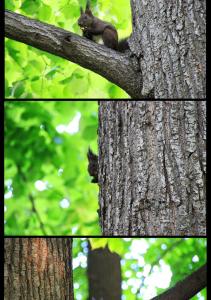 petites et grosses bêtes