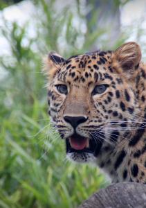 petites et grosses bêtes