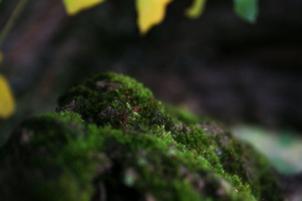 tete-d-or-12-10-08_0019
