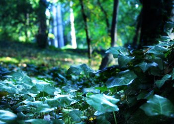 tete-d-or-19-10-08_0020