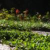 tete-d-or_30-08-09_0092